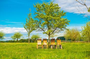 В Тамбовской области сформируют пчеловодческий кооператив